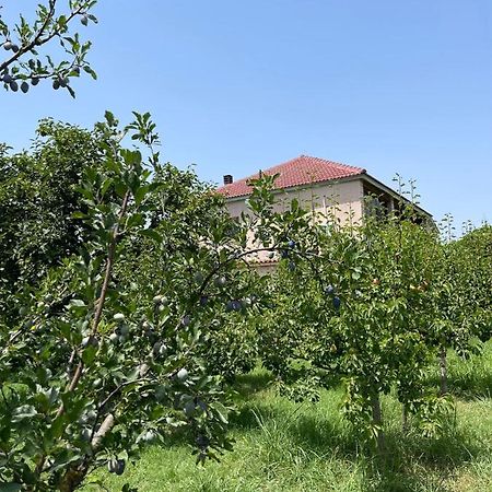 Villa Mance Berat Dış mekan fotoğraf