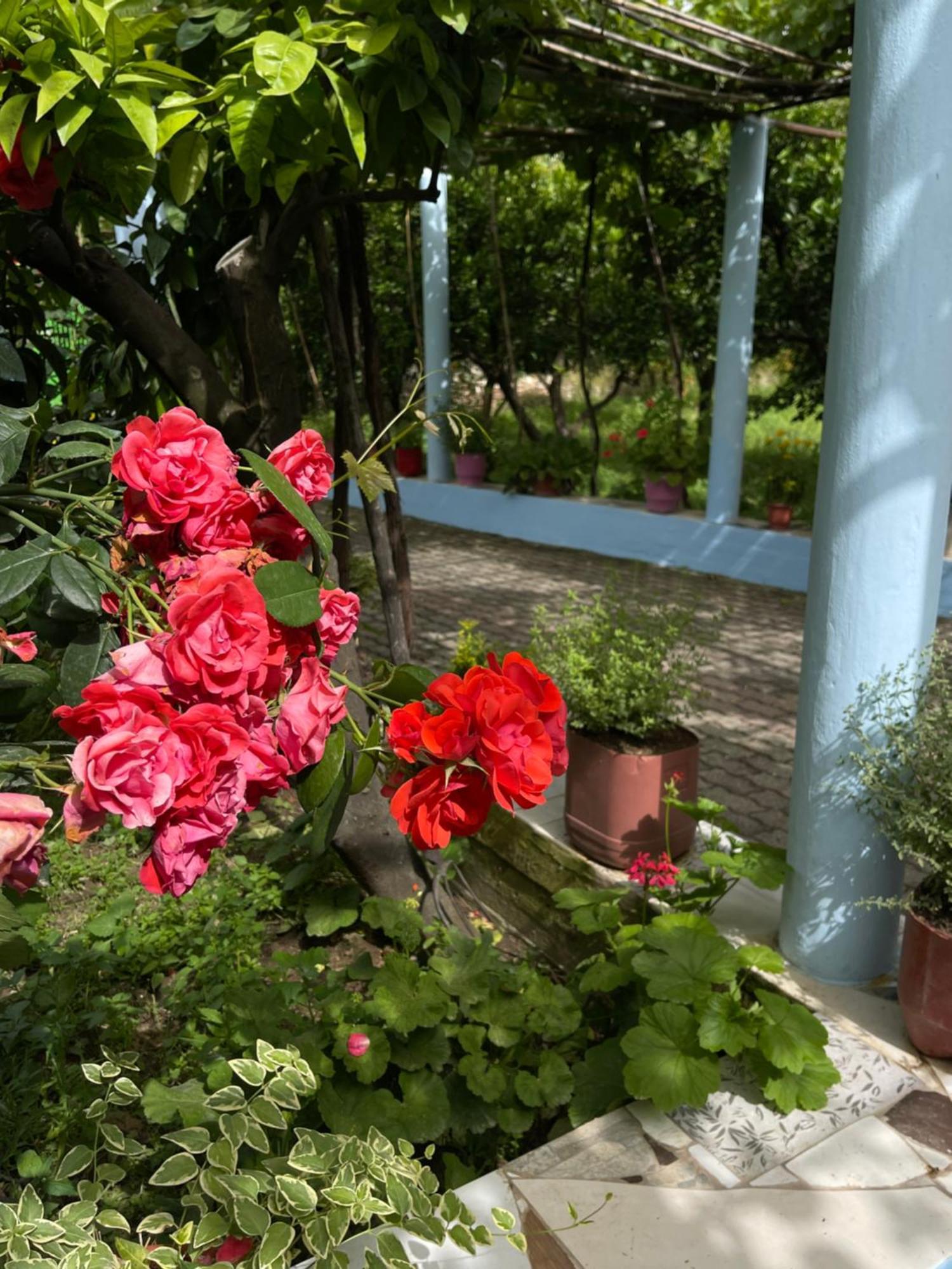 Villa Mance Berat Dış mekan fotoğraf