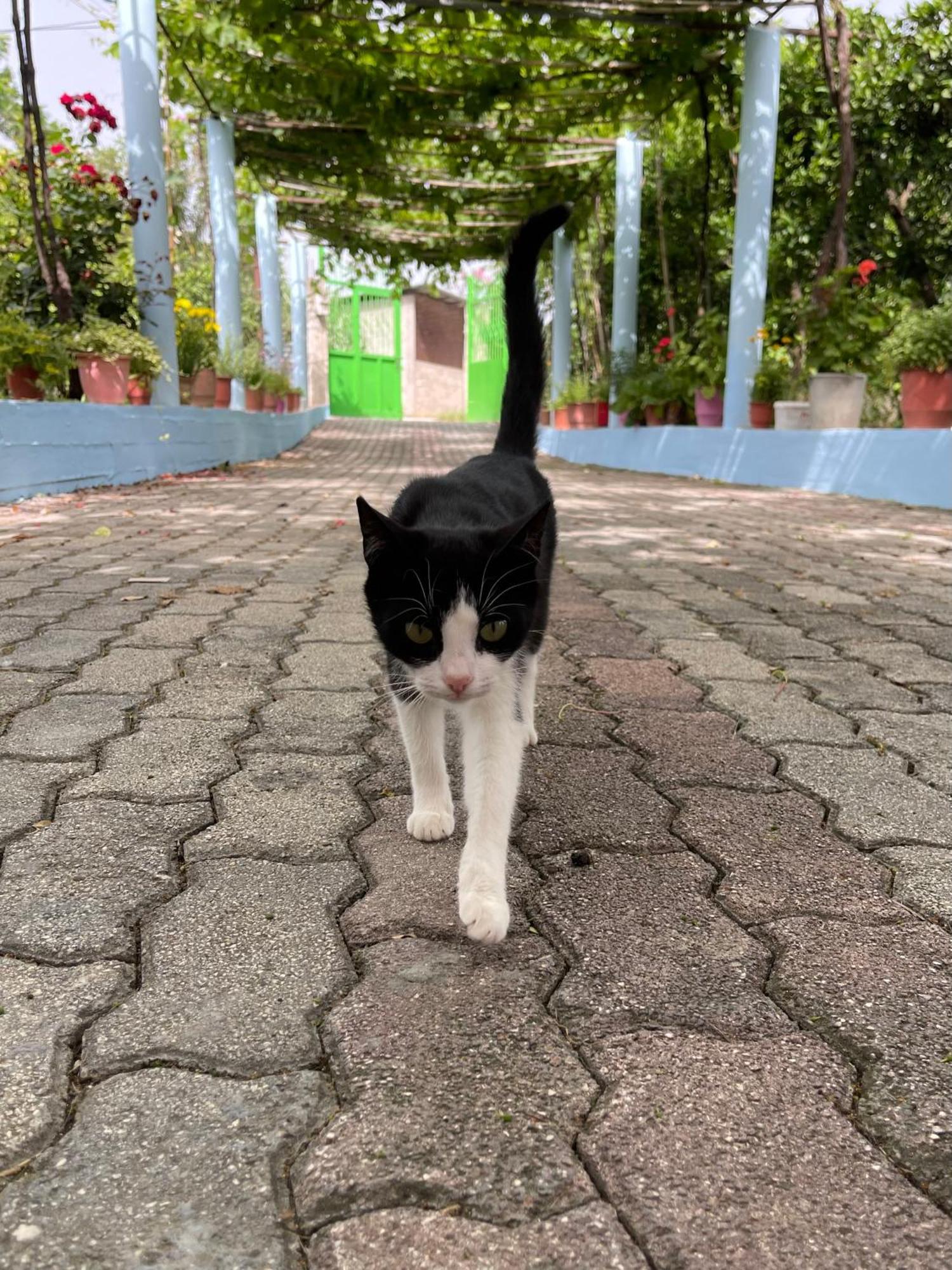 Villa Mance Berat Dış mekan fotoğraf