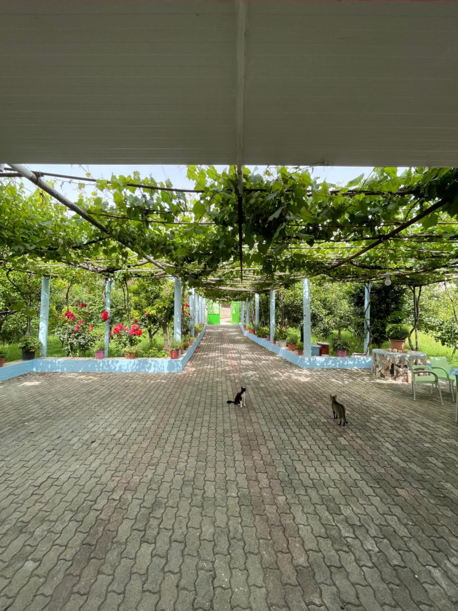 Villa Mance Berat Dış mekan fotoğraf
